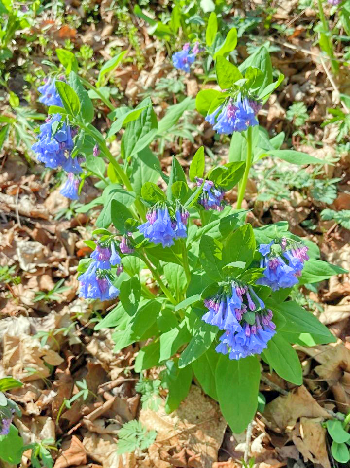 DCNRnews's tweet photo. #VirginiaBluebells and #DutchmansBreeches are blooming in the wildflower reserve at #RaccoonCreekStatePark! 🌸🌱 Take a hike on one of the trails to see some spectacular #SpringWildflowers.
#PaStateParks
#SpringInPa
#TrailTuesday
#GetOutdoorsPa
#PaNativePlants https://t.co/IUrLN1AFHS