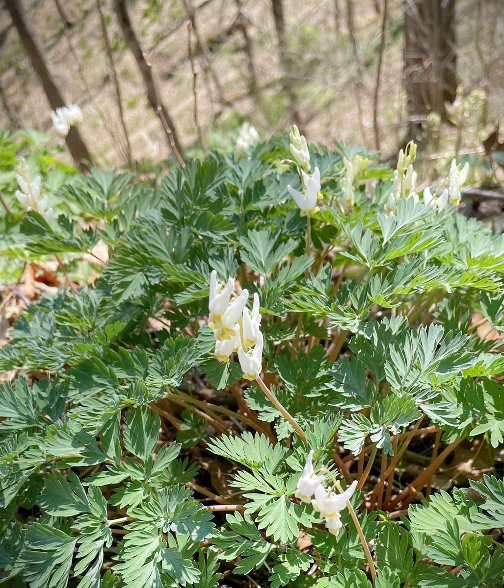DCNRnews's tweet photo. #VirginiaBluebells and #DutchmansBreeches are blooming in the wildflower reserve at #RaccoonCreekStatePark! 🌸🌱 Take a hike on one of the trails to see some spectacular #SpringWildflowers.
#PaStateParks
#SpringInPa
#TrailTuesday
#GetOutdoorsPa
#PaNativePlants https://t.co/IUrLN1AFHS