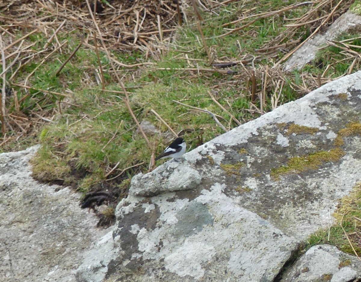Alexliddle88's tweet photo. What an insane place Lundy is... never seen anything like it - hundreds of migrants in the weirdest places. Thanks to @LundyBirds
 for running this, blatently some of my best ever spring birding. https://t.co/kUFZc49dtD