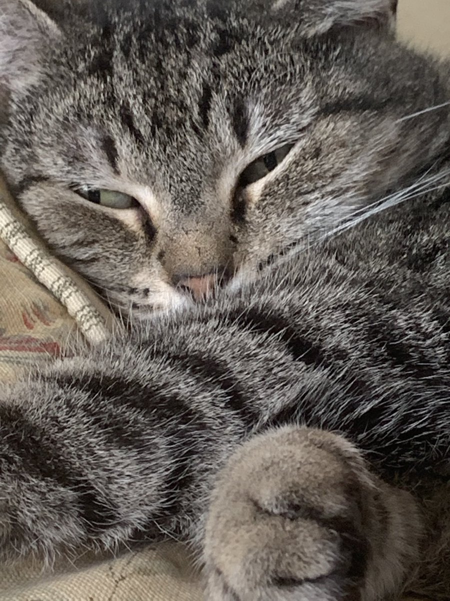 Oggy_In0la's tweet photo. I would like to share with you this eepy skrumble scrinkles https://t.co/IjPKZ8Ag8w