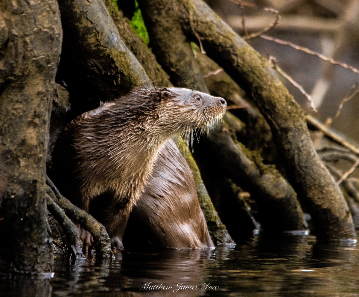 Another otter photo from the River Cynon, South Wales.

#otter #otters #otterlove #otterlovers #river #waterways #waterway #wales #welshwaterways #mammal #welshwildlife #mountainash #rivercynon