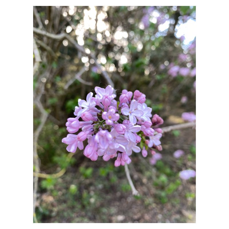 Lilas 

#lilas #flowers #flowerstagram #flowersofinstagram #igersfrance #igersaixenprovence #igerssudprovence #instantbastide #springiscoming #springphotography #lilac #naturephotography #colorsofnature #cueillette #wipplay #grainedephotographe