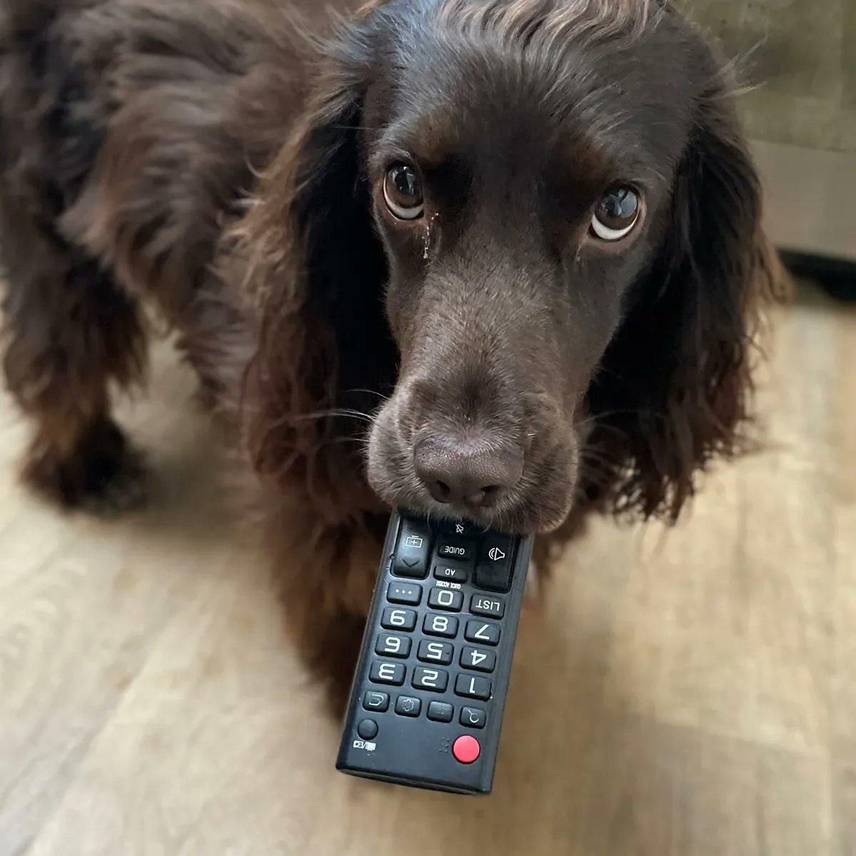 cocker_crazy's tweet photo. This is new 😬 What is she trying to tell me?
•
•
•
•
•
#cockerspaniels #cockerpuppy #cockerdream #cockerspanielclub #showcocker
#cockerspaniels #cockergram #cockercrazy #spaniel #cocker #dog #englishcockerspainel #cockerspanielworld #dogslife #doglife https://t.co/JSfS2a8IxJ
