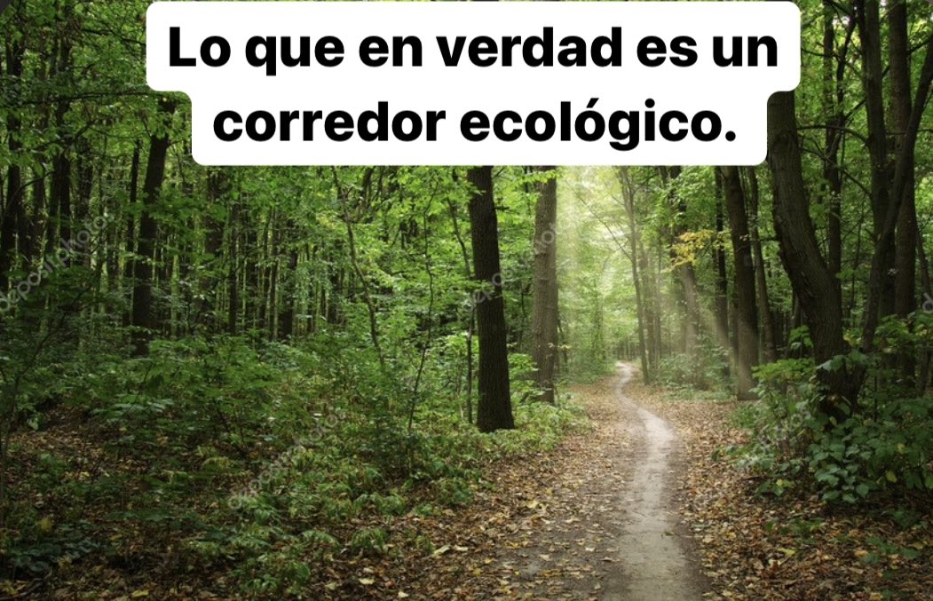Yasunidos's tweet photo. El @Ambiente_Ec muestra una foto de un “corredor ecológico”. 

⚠️Señores, ustedes caen en sus propias mentiras. Eso no es un corredor ecológico, es una carretera! 

#PrimeroElYasuní
@Alozpra @AndradeqKarla @dsalazaca @marlin99x @xacardenas @richard_ortizec @CorteConstEcu https://t.co/blYA18Jbab