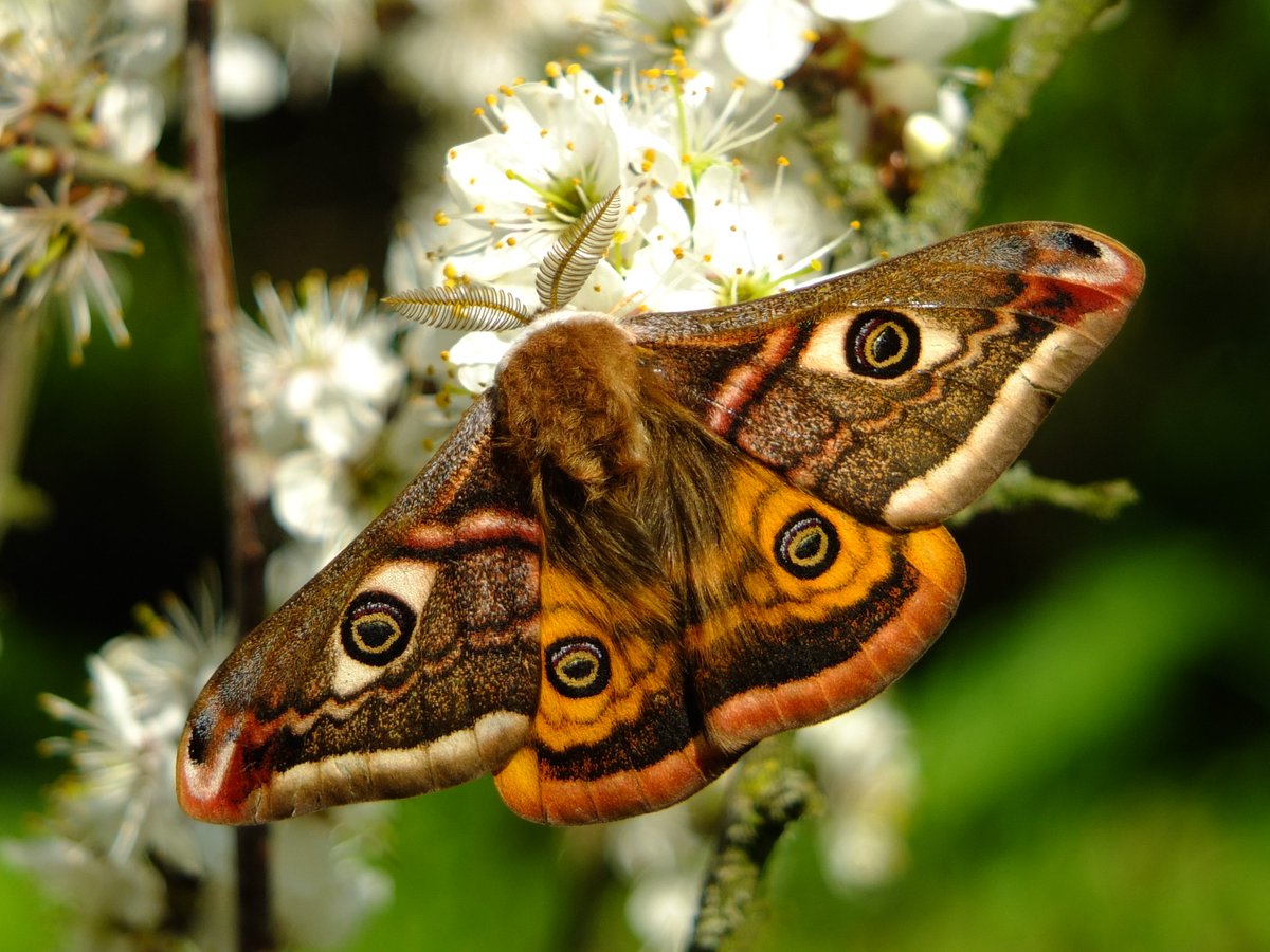 What a moth! Stunning Emperor #Moth from @nationaltrust Dunstable Downs. A mosaic of Hawthorn & Bramble scrub amongst the wider downland is really favourable for this species (but hard to assign discrete parcels to within habitat metrics.. especially when it's full of gradients)