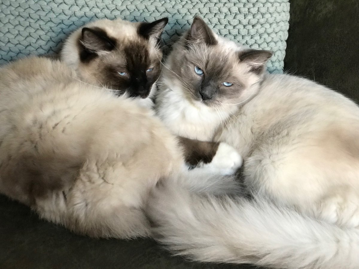 Nieuwe spoed aanmelding: Billy

Geslacht: Kater &amp; Kater
Leeftijd: 5 jaar &amp; 5 jaar
Locatie: Driebergen-Rijsenburg, Utrecht (NL)

Link: herplaatsing-huisdieren.nl/huisdier_bekij…