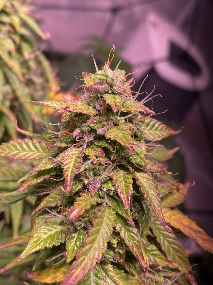 306Grows's tweet image. #pheno #cannabisculture #WeedLovers #cannabiscanada #Weed  #growyourown #420community #CannabisCommunity #Growmies #calilightworks #acinfinity #legalcannabis #garden #weed #HomeGarden #homegrown