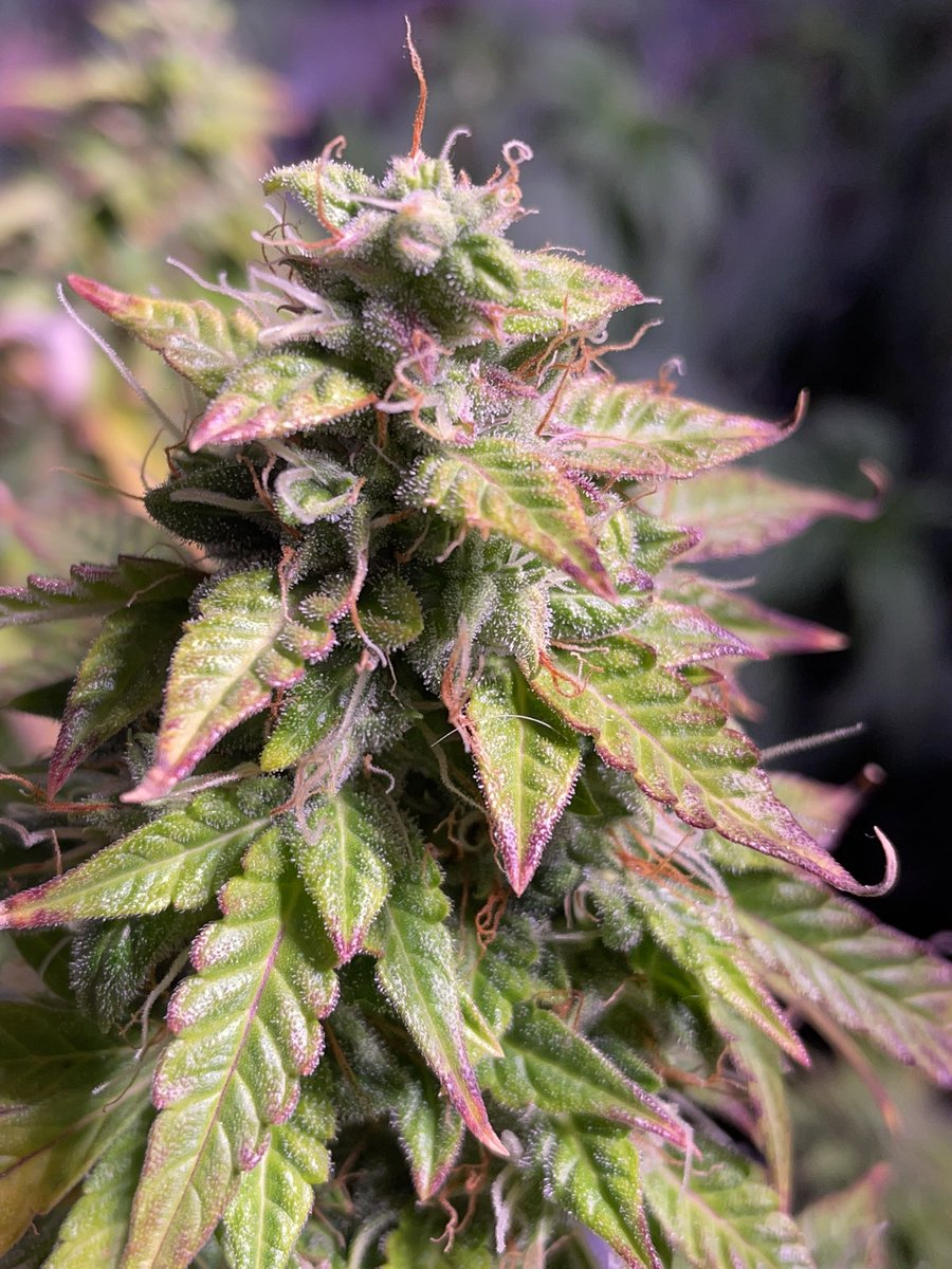 306Grows's tweet image. #pheno #cannabisculture #WeedLovers #cannabiscanada #Weed  #growyourown #420community #CannabisCommunity #Growmies #calilightworks #acinfinity #legalcannabis #garden #weed #HomeGarden #homegrown