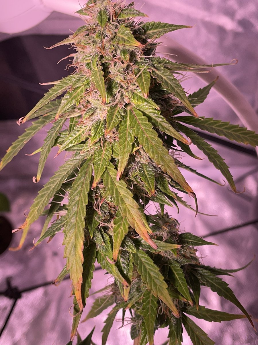 306Grows's tweet image. #pheno #cannabisculture #WeedLovers #cannabiscanada #Weed  #growyourown #420community #CannabisCommunity #Growmies #calilightworks #acinfinity #legalcannabis #garden #weed #HomeGarden #homegrown