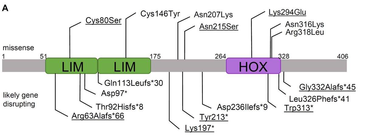 GIMJournal's tweet image. LHX2 haploinsufficiency leads to a #neurodevelopmentaldisorder with variable phenotype #asd #intellectualdisability @smangreg @WendyKChung bit.ly/40mAQ0J