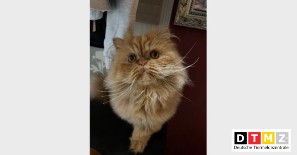 bogdanowskyru's tweet photo. #Tiermarkt #Kater #Rassekatze 18.04.2023 - Rassekatze, Kater zu verkaufen (VHB) in 52391 Vettweiß https://t.co/ISDWj2pltP https://t.co/7VYlg1D3cf
