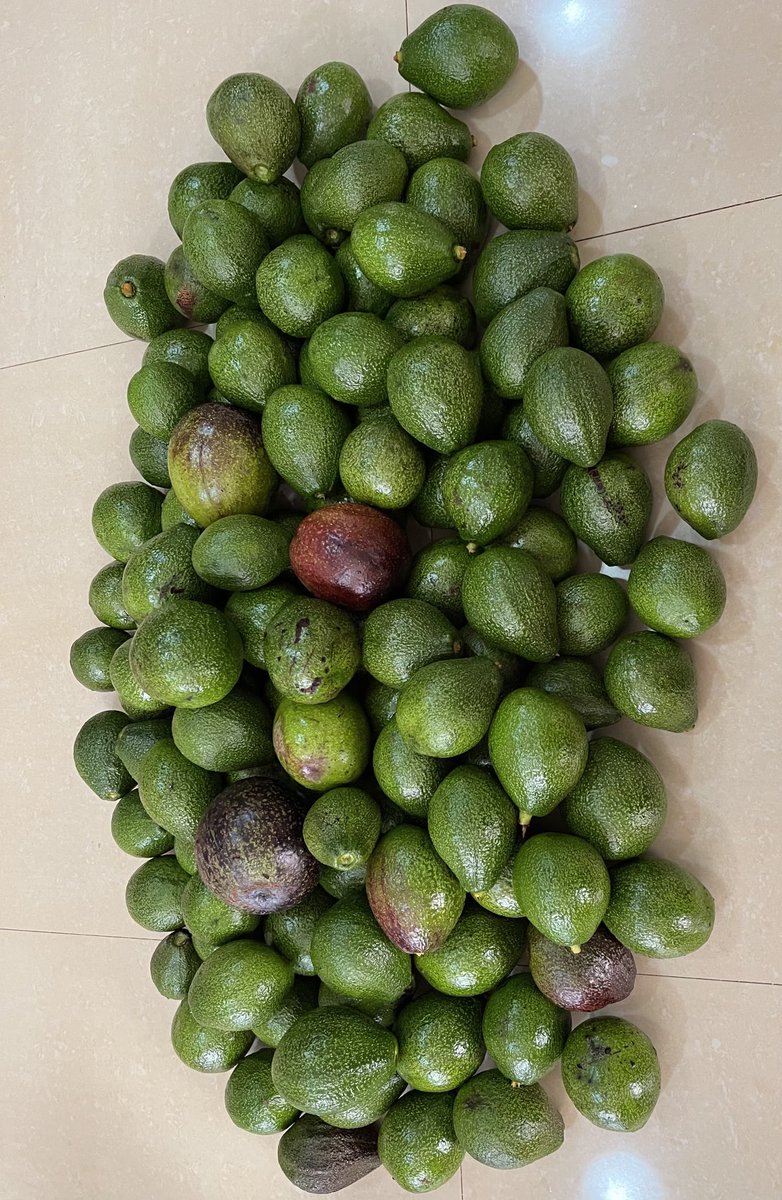 mabele_samson's tweet photo. @healthypetmeal I'll . This available too https://t.co/qOigFijho0