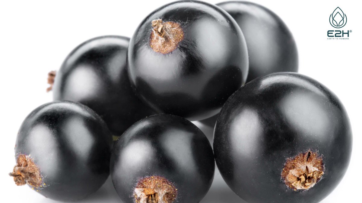 💪 Enhance muscle recovery with Black Currant! Their anti-inflammatory properties help reduce muscle soreness and speed up recovery. 

Discover more 👉blogtwitter.earthtohumans.co/Black_Currant

#MuscleRecovery #SportsNutrition