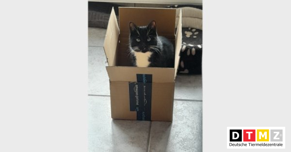 bogdanowskyru's tweet photo. #Suchmeldungen #Kater #entlaufen #EKH 12.04.2023 - Kater Loki entlaufen in 26871 Papenburg https://t.co/k7xFAmjJek https://t.co/tKT8rUsvDZ