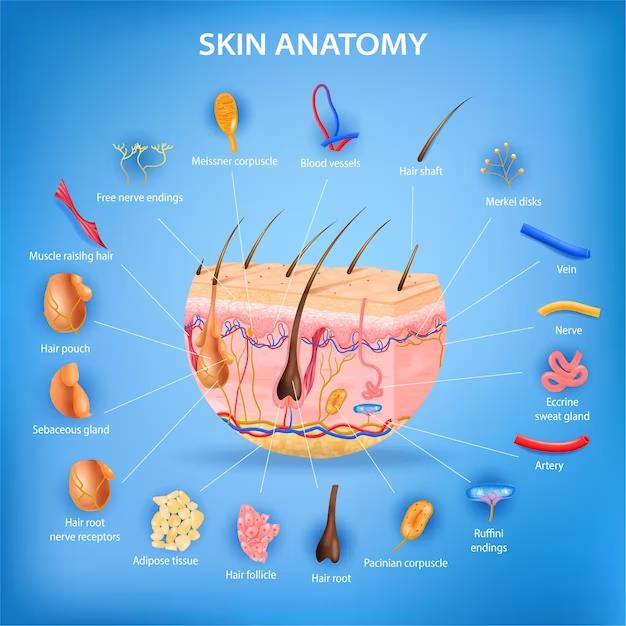 NoraWel31450998's tweet photo. Mount Sinai to expand research training program in skin biology with support from $1.3 million T32 grant.
#humanbody #art #science #anatomy #human #medicine #biology #health #skinanatomy #skinbiology #dermatology #snware #snwhealth https://t.co/LlzzUgid5n