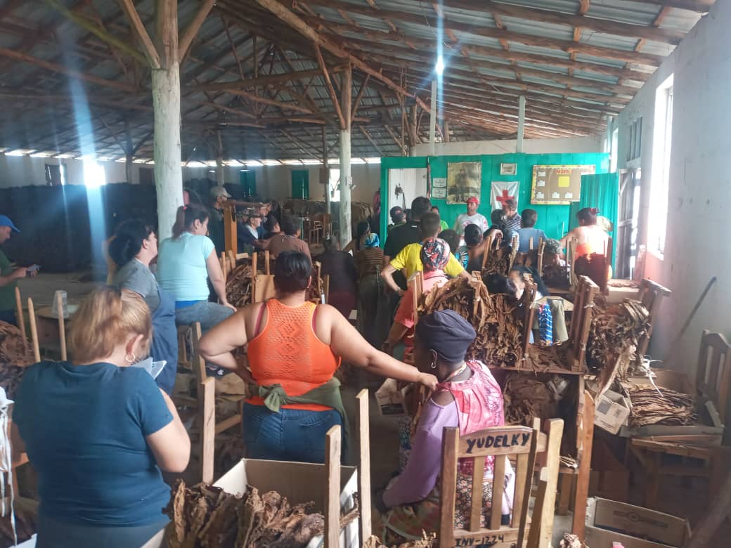 ✍ El municipio #Sandino, de Pinar del Río, realizó una capacitación en gestión inclusiva para #desastres a trabajadores de la escogida de tabaco. La actividad se desarrolló en el marco del proyecto #CuencaResiliente, el cual es financiado por <a href="/ECHO_LatAm/">EU Humanitarian Aid | Latin America & Caribbean</a>
