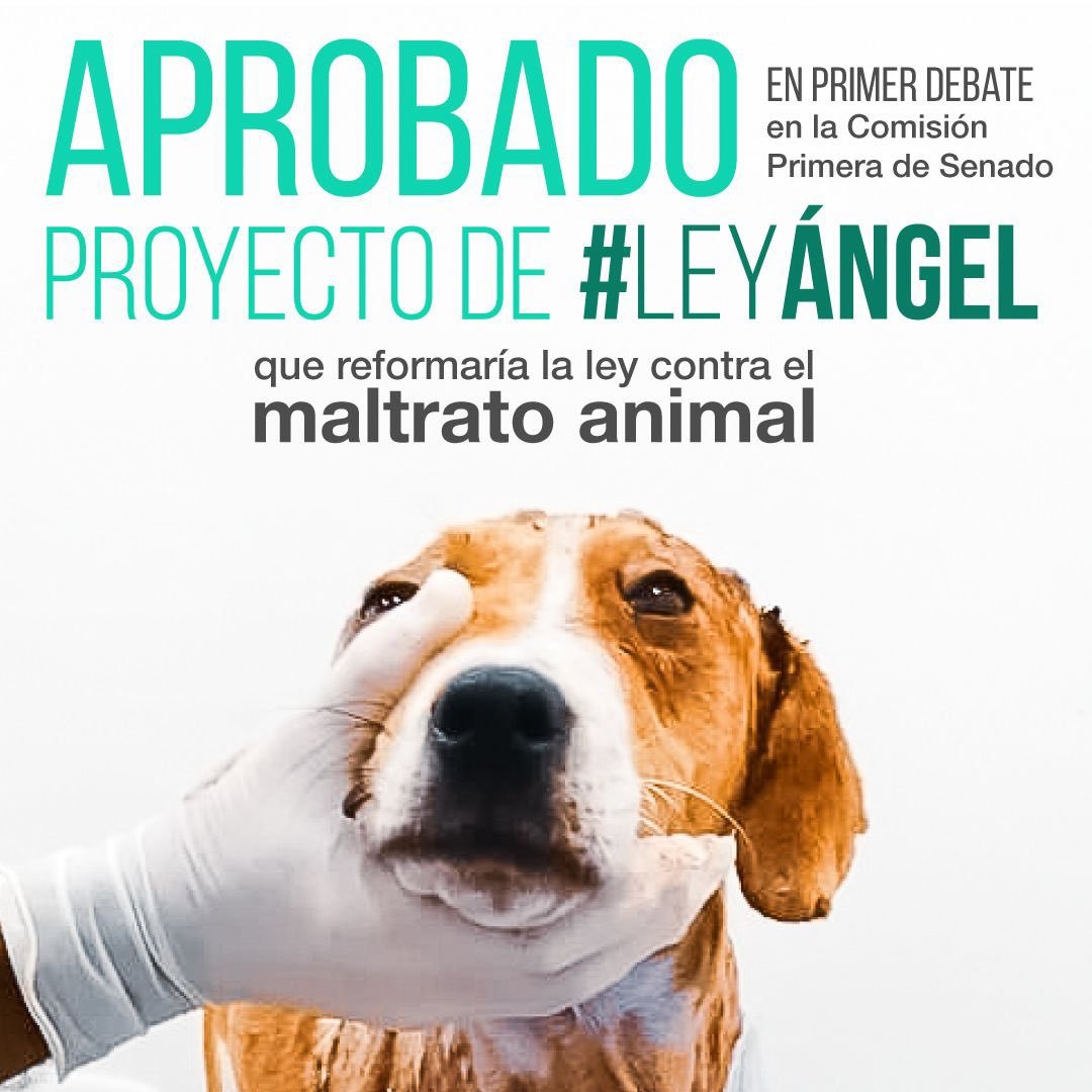 PlataformaALTO's tweet photo. Con una votación unánime fue aprobado en primer debate el proyecto de #LeyAngel que busca endurecer las sanciones contra los maltratadores de animales, autoría de @andreanimalidad. 
Gracias a los senadores y senadoras de la Comisión Primera por su respaldo🐾🐶 https://t.co/TKSVPxjg8H