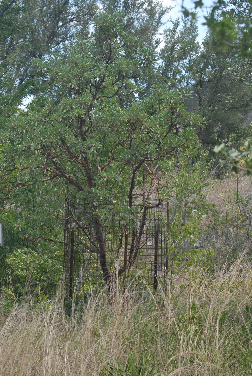 TXForestService's tweet photo. Texas madrones are small trees with multiple trunks. They have four-inch clusters of pendants or bell-shaped, white flowers that appear above the leaves in the spring. #SpeciesSpotlight https://t.co/4r9UlNugIi