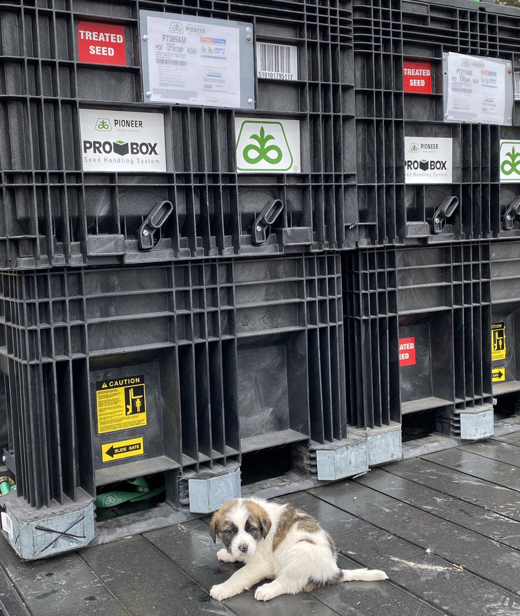 jl_seeds's tweet photo. Well another @PioneerSeedsCA #graincorn seed delivery today. And for a special J and L Seeds giveaway this year; we are giving away a puppy with every 500 Acres of seed purchased 😊. We think this farm delivery they are going to be delighted! #surprise 😜🌾🌽🌱 #Plant2023 https://t.co/q7UmIK16om