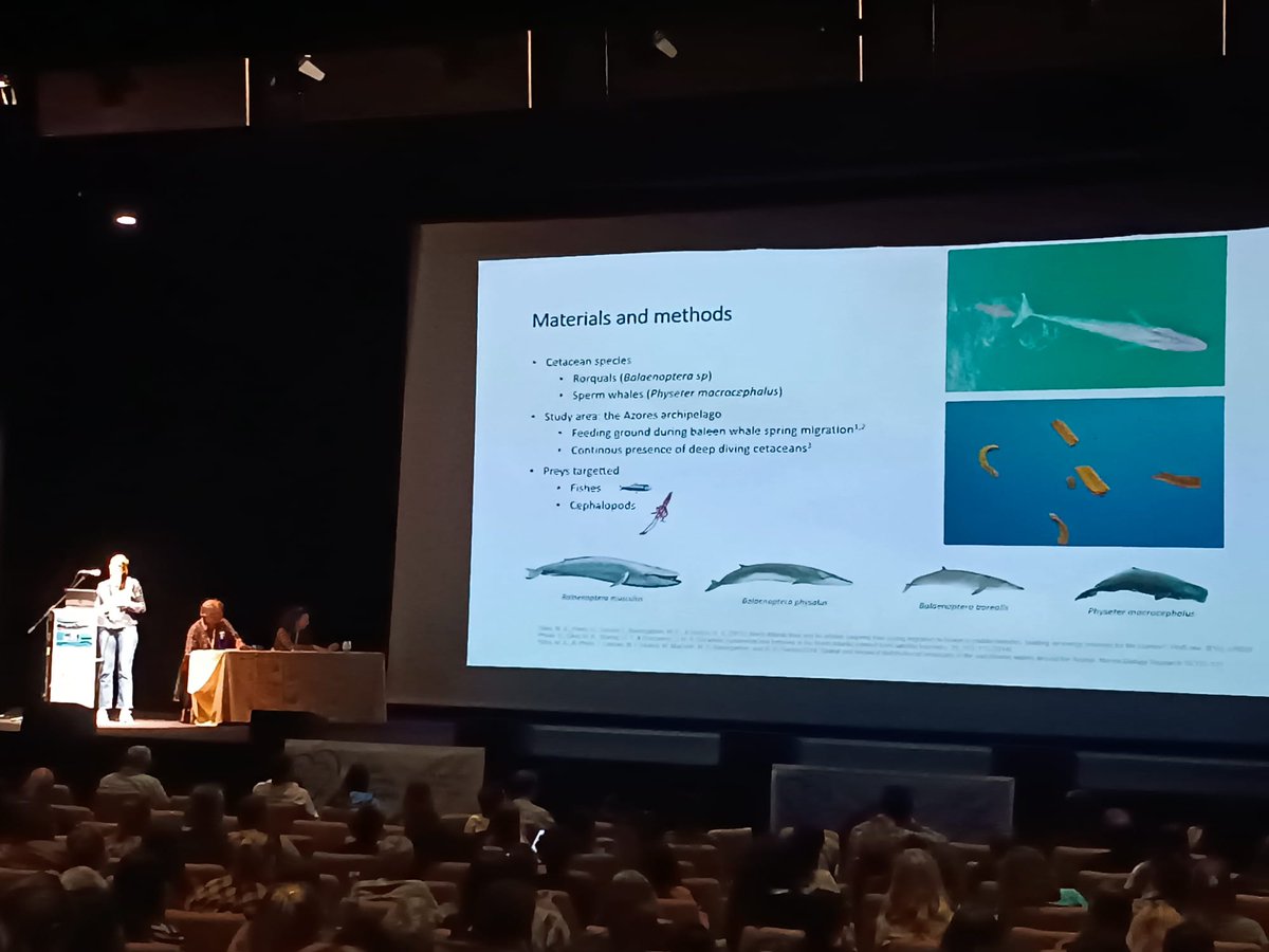 naiara_re's tweet image. So proud of @claver_cristina presenting part of her PhD work done at the #EEGAMM lab from @azti_brta in collaboration with the  @AzWhaleLab at #ecsconference2023 #ECS2023
🐳 💩 Using whale poo to analyze their diet!