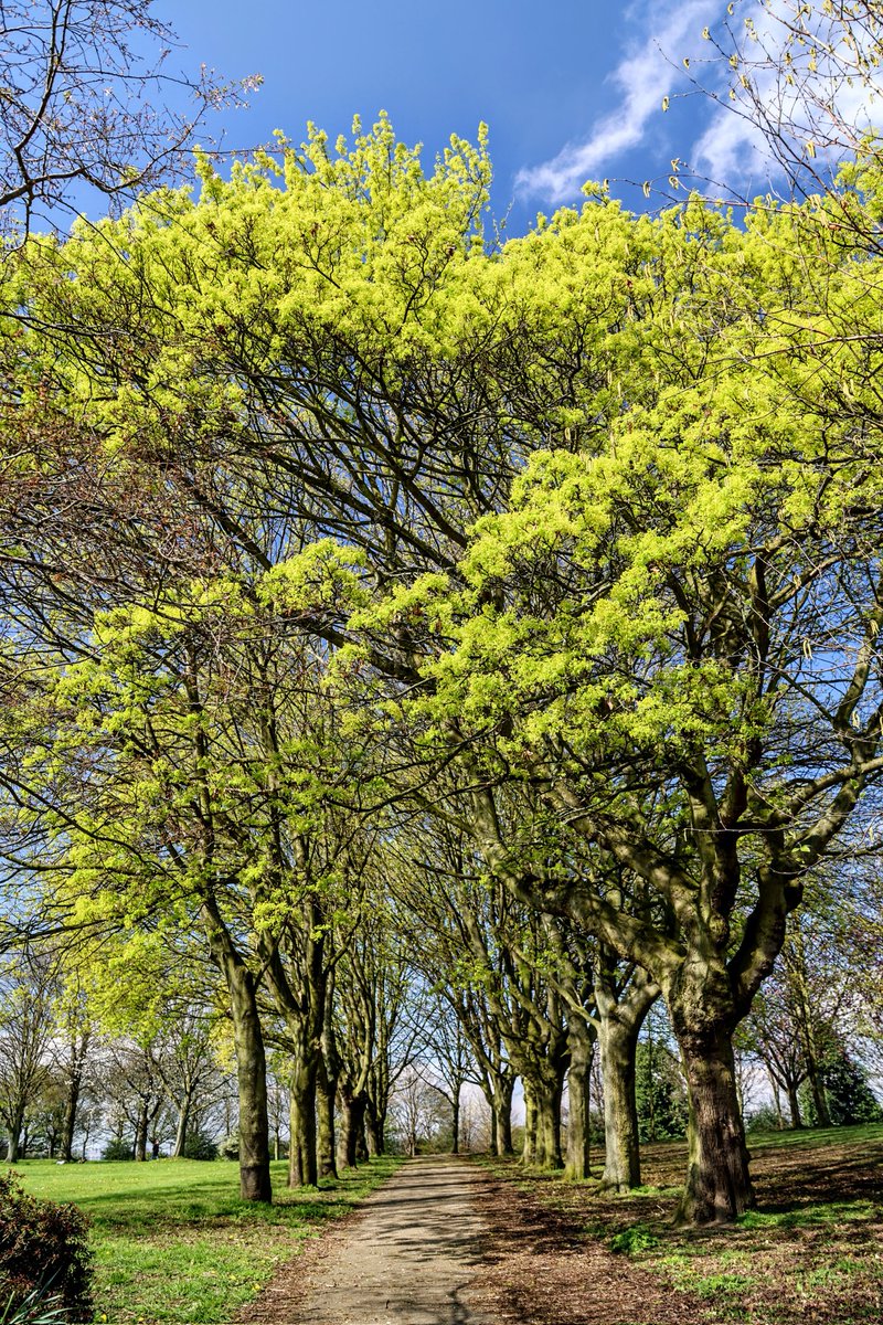 #Tuesday
#TreeTuesday #Photo
📸 Cudworth park this morning...😊