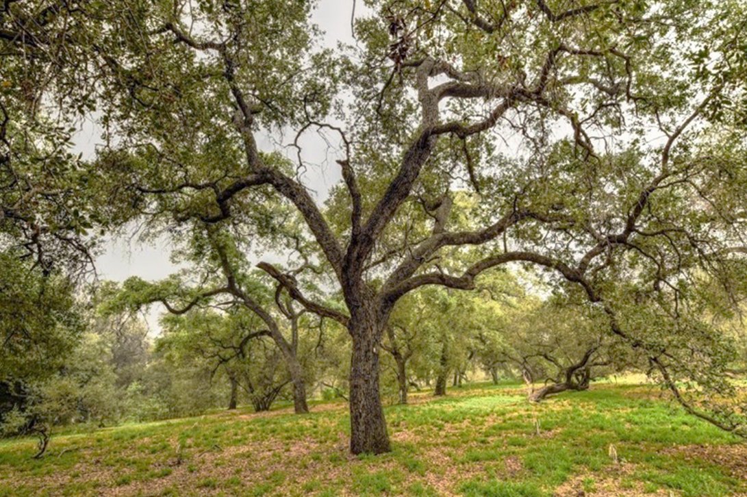LAArboretum's tweet photo. On National #ArborDay, 4/28, Jim Henrich, Curator of Living Collections, leads a guided walk through our #Engelmann #Oak Grove.

Limited to 25 participants per time slot. 10am, 11am, &amp; 2pm. Registration req: https://t.co/9I4JqF3hhm

#OakTrees #Tree #Trees #TreeHuggers  #Botany https://t.co/VHvKnKPTnb