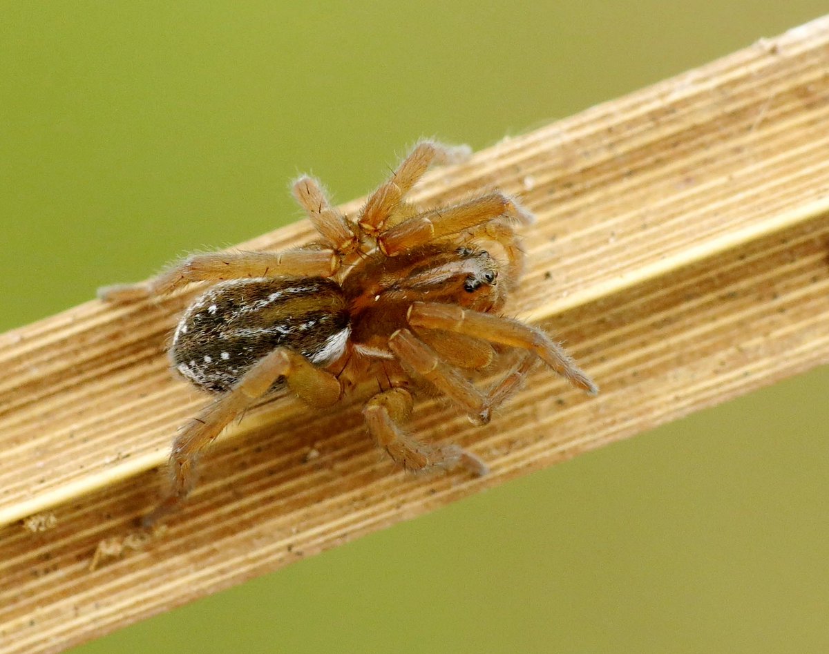 Panjan1972's tweet photo. Poelpiraat (Pirata piraticus) bij de Doorbraak in Ypelo. Onmeunig mooi spinneköpke! #spin #spinder #lycosidae #natuur #macro @volgdenatuur @waarneming @IVNNederland @NatureTodayNL https://t.co/5wSsCBRKrv