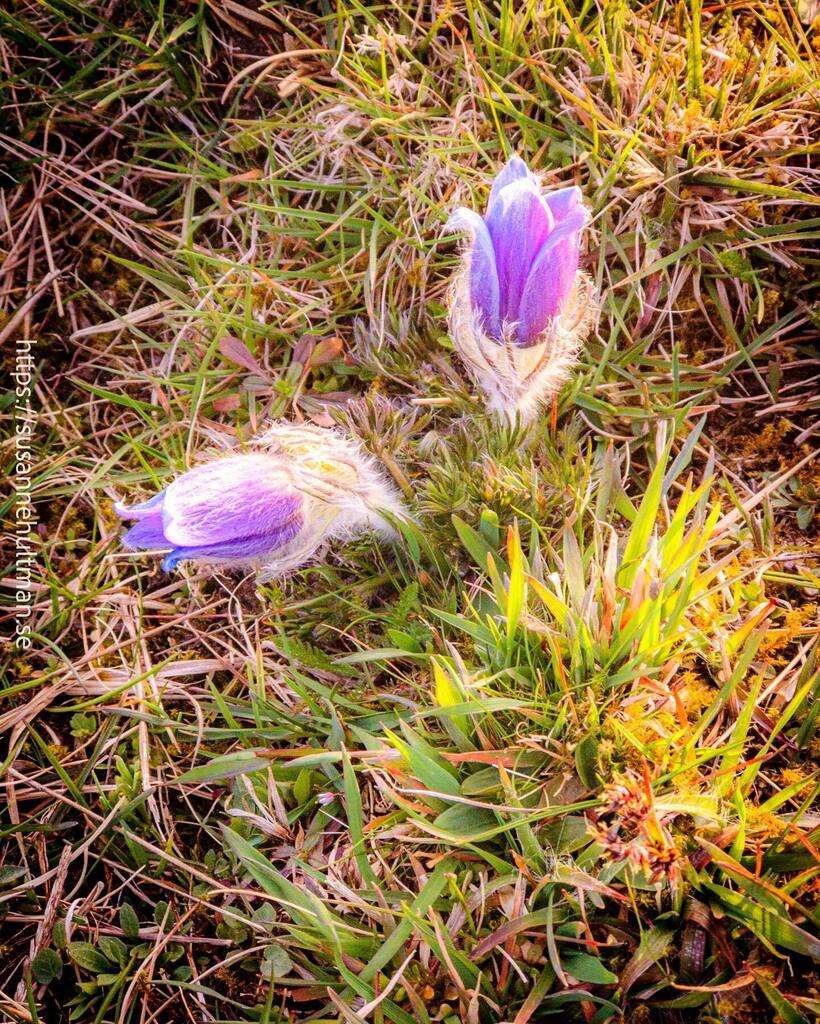 Susanne Hultman tweet media