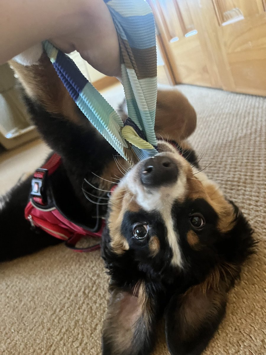 sarah_mueller98's tweet photo. Say hi to molly  #cnusocialmedia https://t.co/fTIPUDwpqi