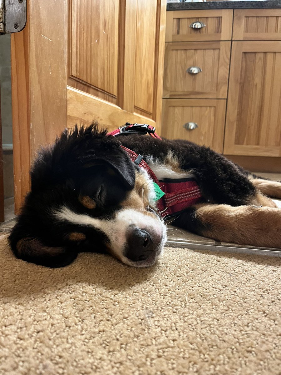 sarah_mueller98's tweet photo. Say hi to molly  #cnusocialmedia https://t.co/fTIPUDwpqi