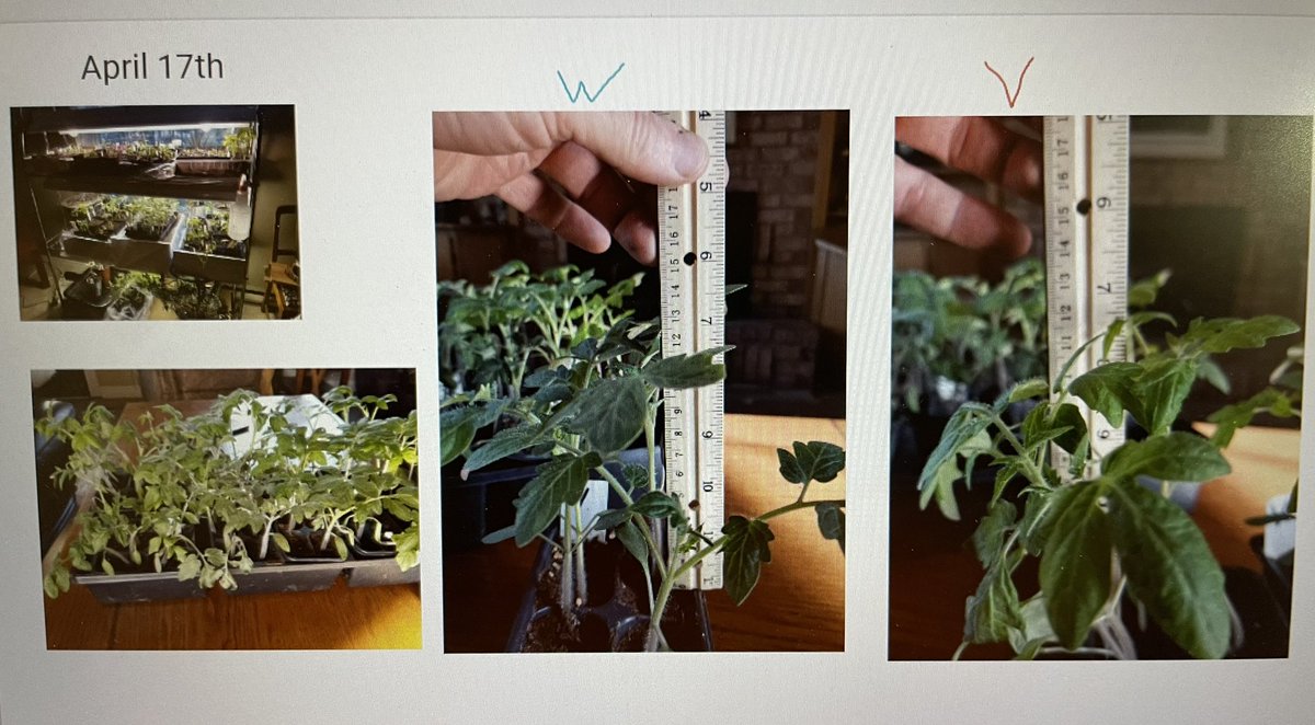 Allandale Heights Public School (@allandaleknight) on Twitter photo Our virtual LC has a Tomatosphere. They receive tomato seeds. 1 package contains seeds sent into space, the other contains untreated seeds. Students have the opportunity to explore life support requirements, and discuss topics related to space exploration <a href="/RavenSue/">Susan Michaud</a> @P_Allandale Our virtual LC has a Tomatosphere. They receive tomato seeds. 1 package contains seeds sent into space, the other contains untreated seeds. Students have the opportunity to explore life support requirements, and discuss topics related to space exploration <a href="/RavenSue/">Susan Michaud</a> @P_Allandale