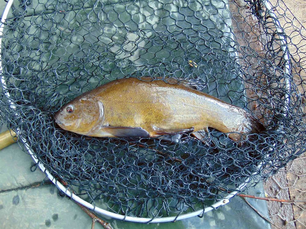 AnglingHall's tweet photo. Traditional #fisihng at the pond today. Great catches of Bream, with one or two of the big ones showing up. A few Roach and a couple of Glorious Tench. With only a couple of weeks remaining before the pond closes for the Month of May, get out there now and enjoy! https://t.co/SYNuAkDZUs
