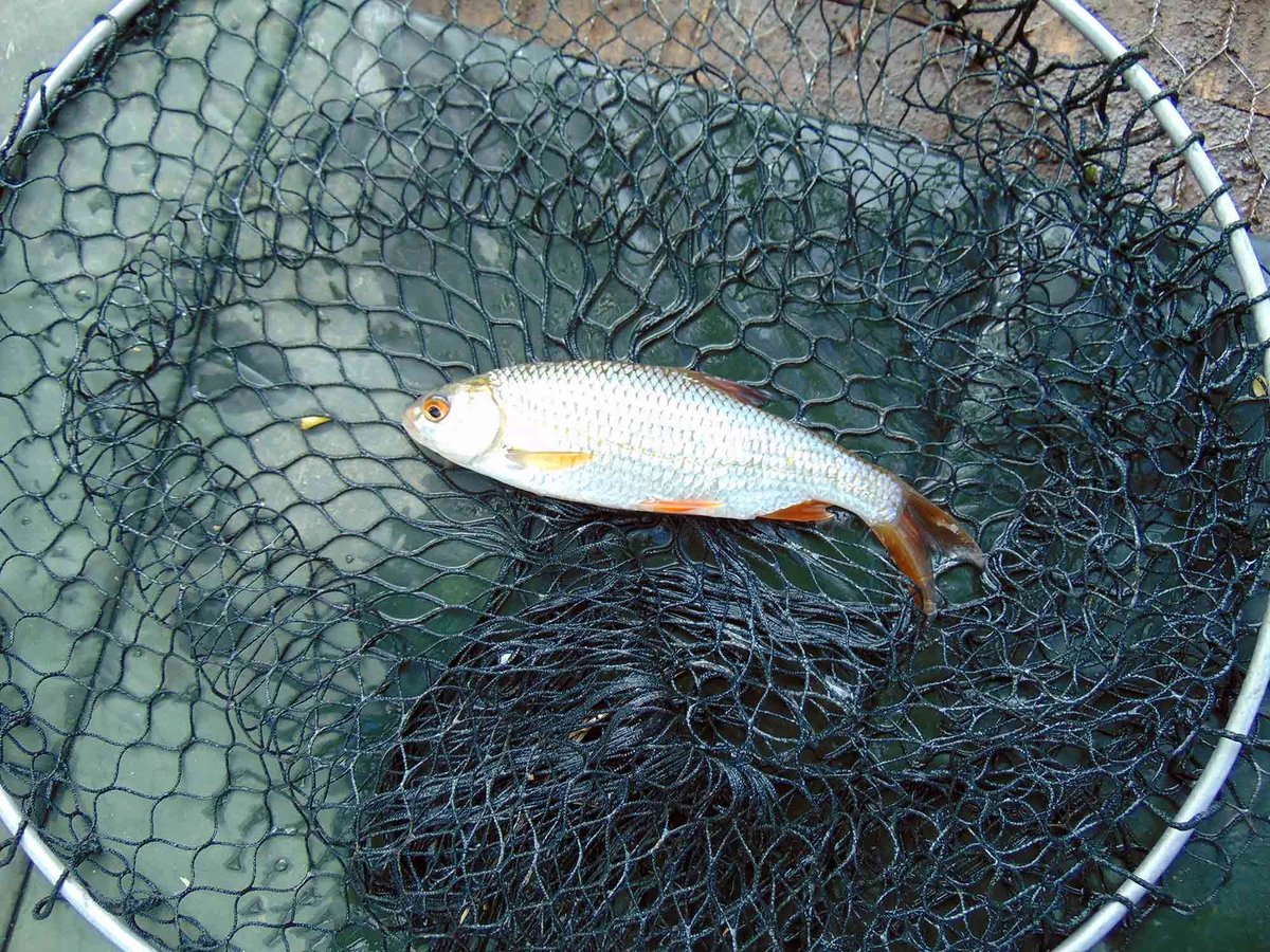 AnglingHall's tweet photo. Traditional #fisihng at the pond today. Great catches of Bream, with one or two of the big ones showing up. A few Roach and a couple of Glorious Tench. With only a couple of weeks remaining before the pond closes for the Month of May, get out there now and enjoy! https://t.co/SYNuAkDZUs