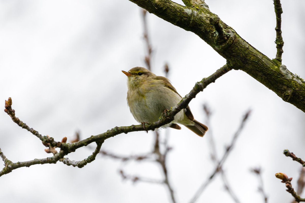ConnorWildlife's tweet photo. A Chiffchaff with a Spanish accent. 
Brilliant to catch this little Iberian Chiffchaff near home today, certainly a treat and life tick!
Also plenty of Willow Warbler around.
#BirdsSeenIn2023 #BirdTwitter #vogels https://t.co/AiL7BMkxoo