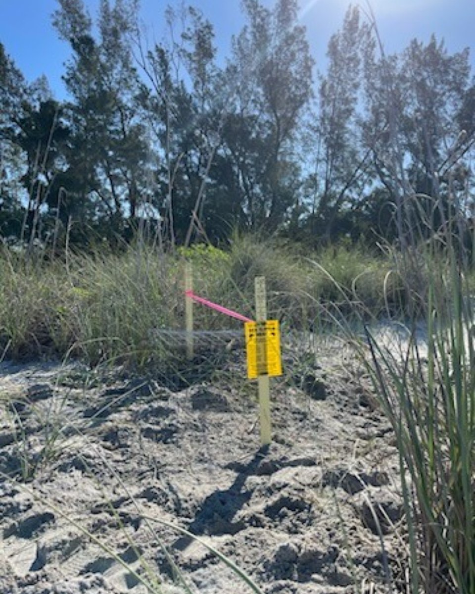 MoteMarineLab's tweet image. Today we documented the first local sea turtle nest of 2023 in Casey Key! 🐢🏝

The public can view Mote's weekly counts of sea turtle nests on📍Longboat Key through Venice 👉 mote.org/2023nesting

#turtlenesting #lovefl