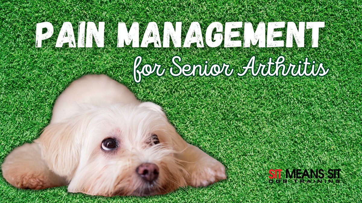 DogTraining_MI's tweet photo. Pain Management for Your Senior Dog’s Arthritis | https://t.co/NR1ahRRuai https://t.co/uvaOR1GAYy