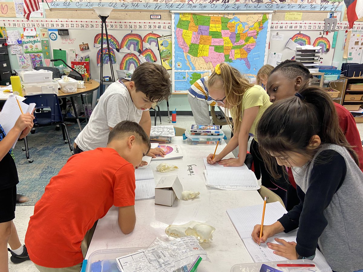 MrsMontegudo's tweet photo. Observing animal skulls to determine if they are hunters or hiders. @LISDScience @HebronValleyES https://t.co/AS6cj0kt3A