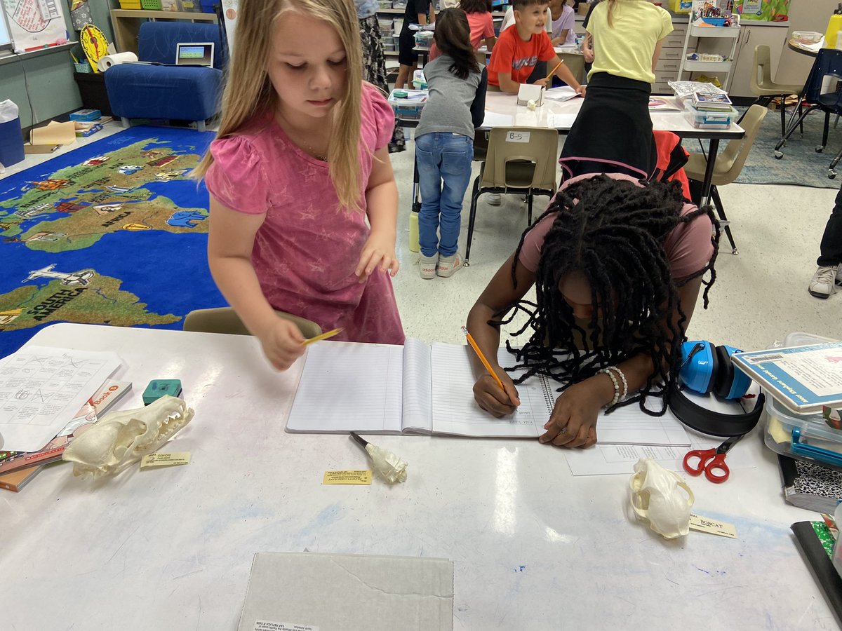 MrsMontegudo's tweet photo. Observing animal skulls to determine if they are hunters or hiders. @LISDScience @HebronValleyES https://t.co/AS6cj0kt3A