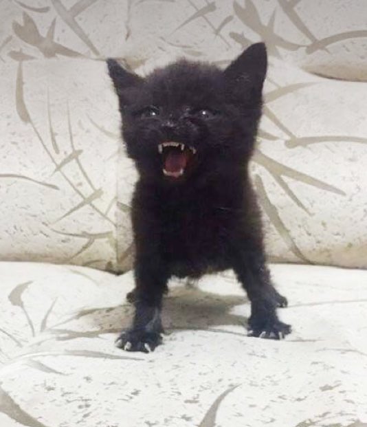 roarrr