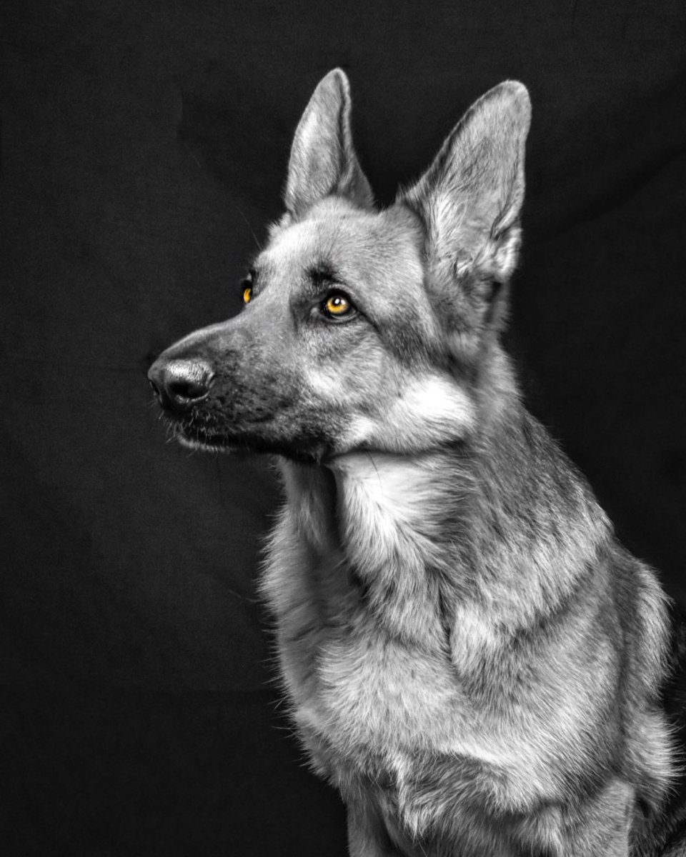 mandypopsphoto's tweet photo. How stunning are German shepherds https://t.co/TdDZ5kpVVi