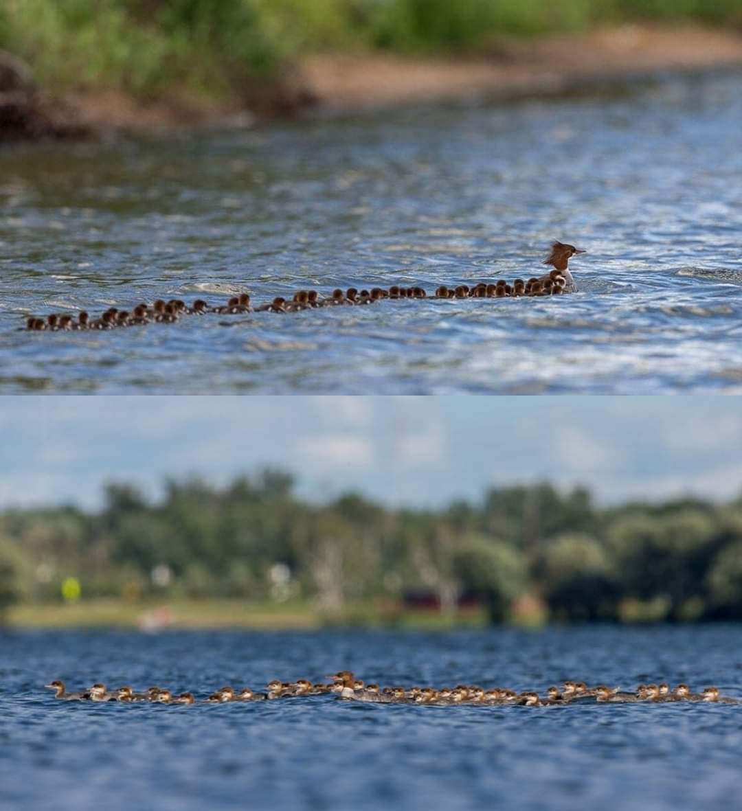 Mamá pato con más de 70 patitos.

Lo más extraño de esta situación es que esta especie no puede colocar más de 13 huevos por camada. 

Por lo que el curioso hecho tiene una explicación, algunas hembras prefieren colocar sus huevos en los nidos de otras hembras, esto con la