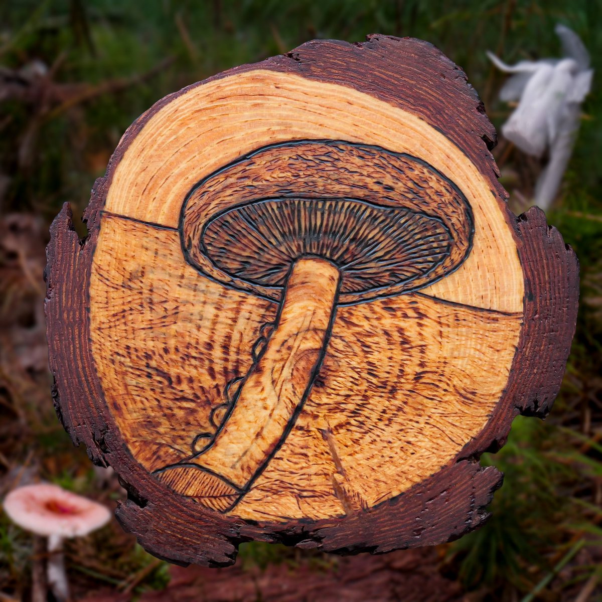 mycelialweb's tweet photo. Little Teacher 006 mirrors this weeks #LTNP featuring a very unique plant fungal relationship! The white flower Monotropa Uniflora is parasitic and has tapped into the mycelium of the red Russula mushroom where it is stealing carbon and other nutrients from the host fungi! ππ· https://t.co/Qss1iQiQm7