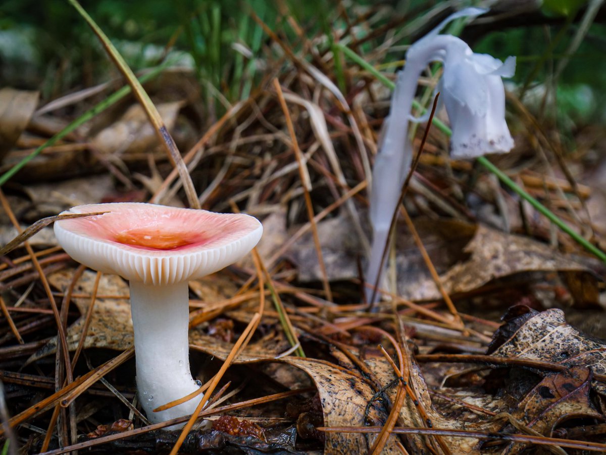 mycelialweb's tweet photo. Little Teacher 006 mirrors this weeks #LTNP featuring a very unique plant fungal relationship! The white flower Monotropa Uniflora is parasitic and has tapped into the mycelium of the red Russula mushroom where it is stealing carbon and other nutrients from the host fungi! ππ· https://t.co/Qss1iQiQm7