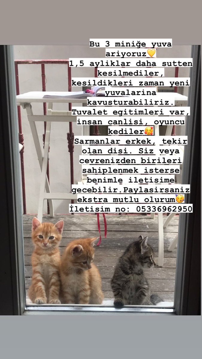 tomanas's tweet photo. Cok saglikli, oyuncu kediler 💛🌸 Lokasyon: Istanbul, Izmir’e de ulastirilabilir. https://t.co/UuYSGsbevt
