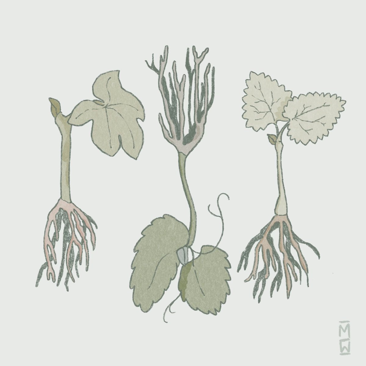 Grapevine germplasm repositories are an important asset for the plant breeding and genetics research community, and we’re constantly learning more about the depth of their genetic resources for cultivated grapevine’s wild relatives! Read more at vitisgen3.umn.edu/role-repositor…