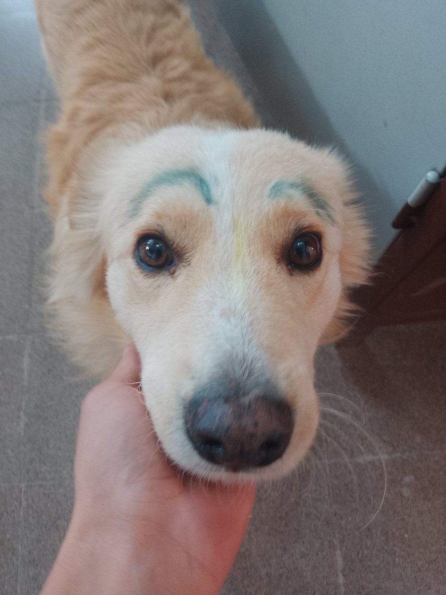 ChrisGormaz's tweet photo. naaaaa bldo son una mierda LAJAKAKAKKA https://t.co/8be2aSJ3qM