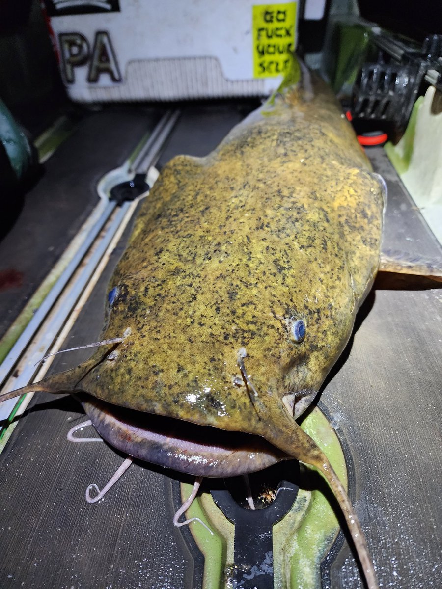 regretsown's tweet photo. Kayak hits with @SusQFlats #slimecatrods #NocturnalNationCatfishing @JacksonKayak #flatheadcatfish #catfishing #fishing #PA https://t.co/299z0KdnfQ