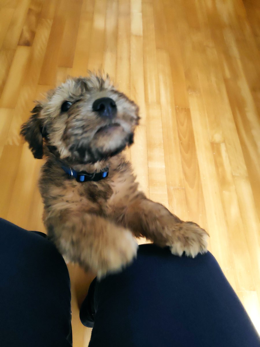 Na vier dagen heel ziek te zijn, was onze Wylff #Wheaten vandaag een engel. Zoveel plezier samen gehad.