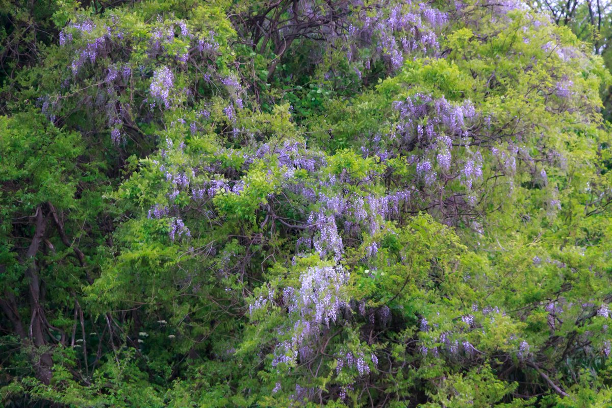 23/04/18　SIGMA 18-200mm OSテスト
#photography #canon #eos50d