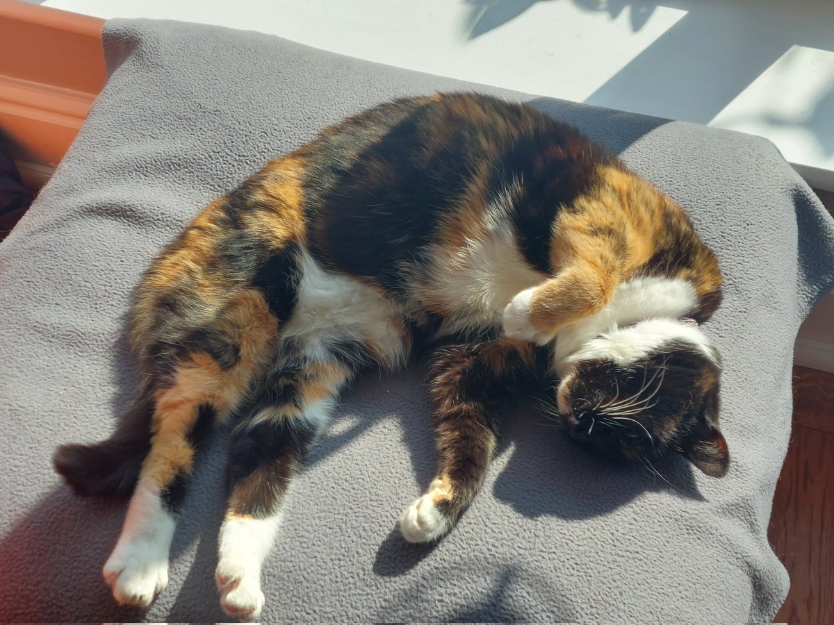 ecb1977's tweet photo. If you see this tweet, quote tweet it with the most recent photo of your pet. No cheating.

Smidge will know. https://t.co/XFqf0pts2o